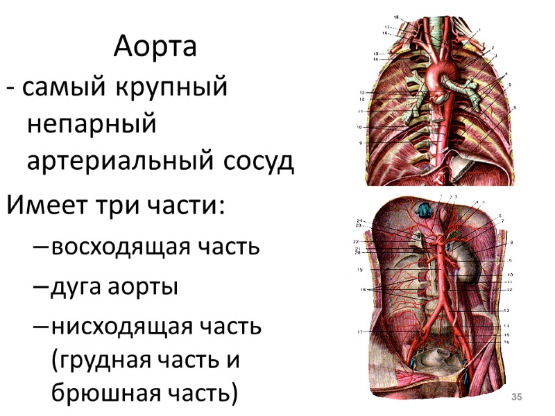 Аорта - самый крупный непарный артериальный сосуд Имеет три части: восходящая часть дуга аорты